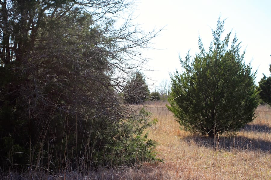 Montgomery Ranch Tract 16 photo 10