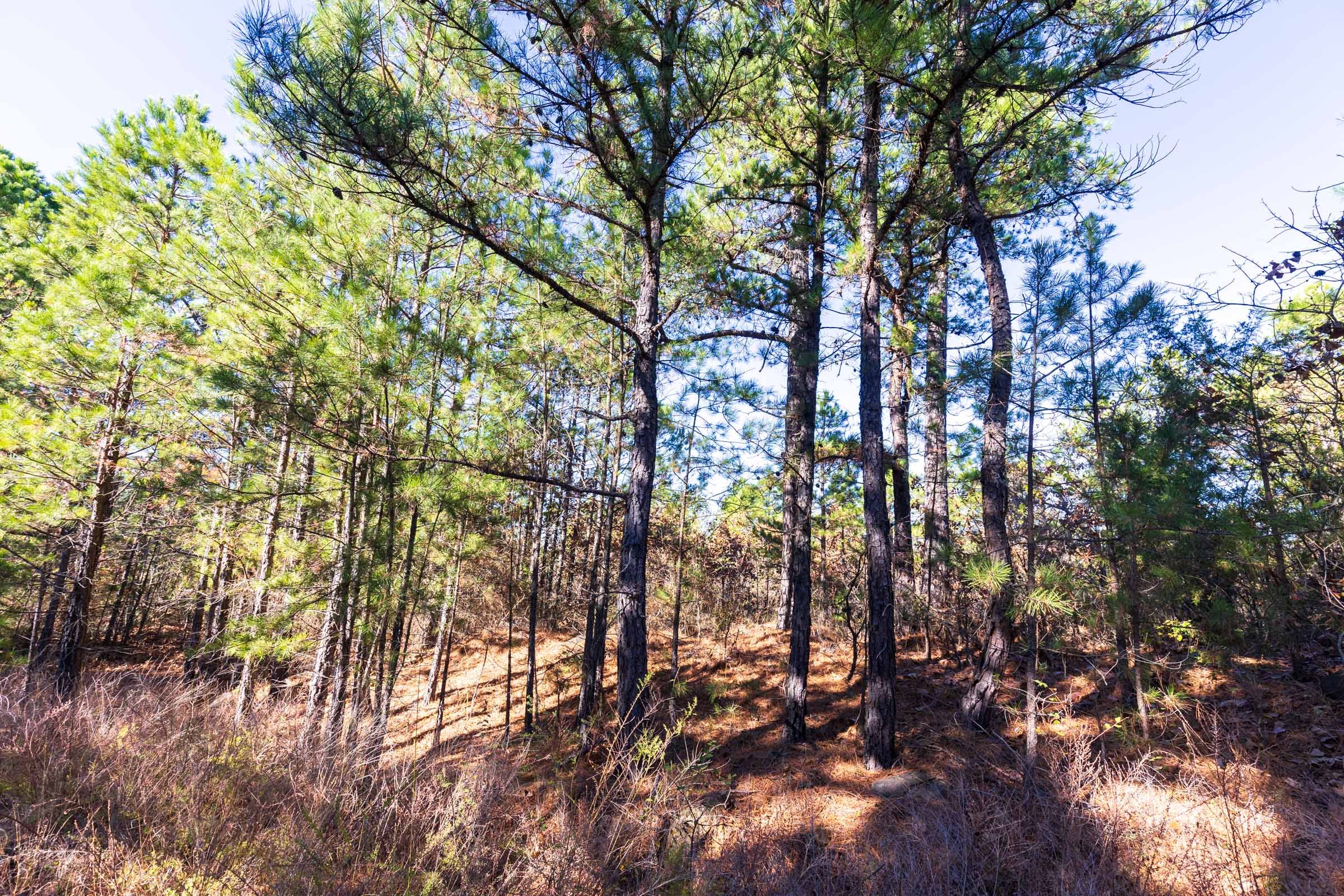 Stone Bridge Reserve Tract 3 photo 13