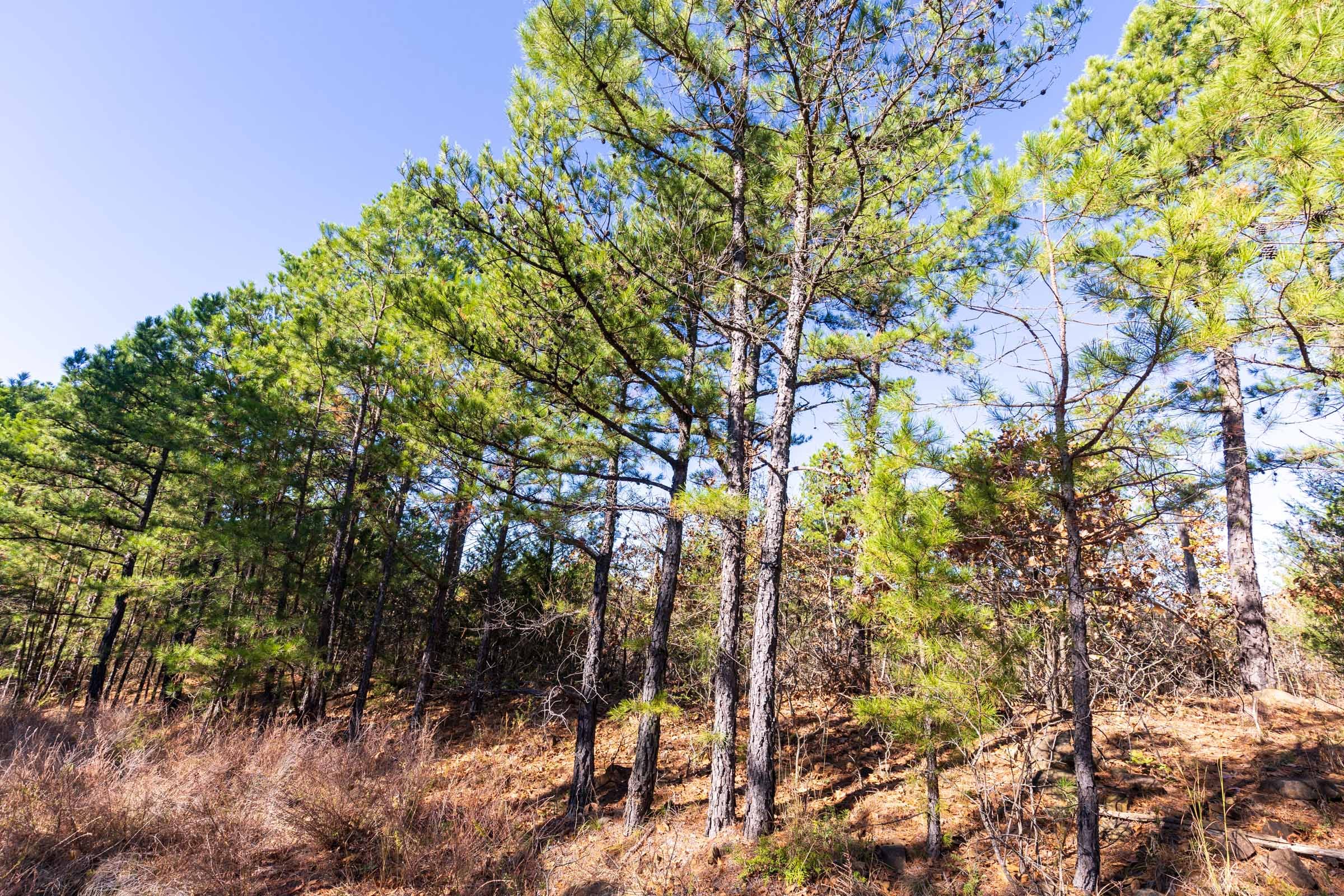 Stone Bridge Reserve Tract 3 photo 12