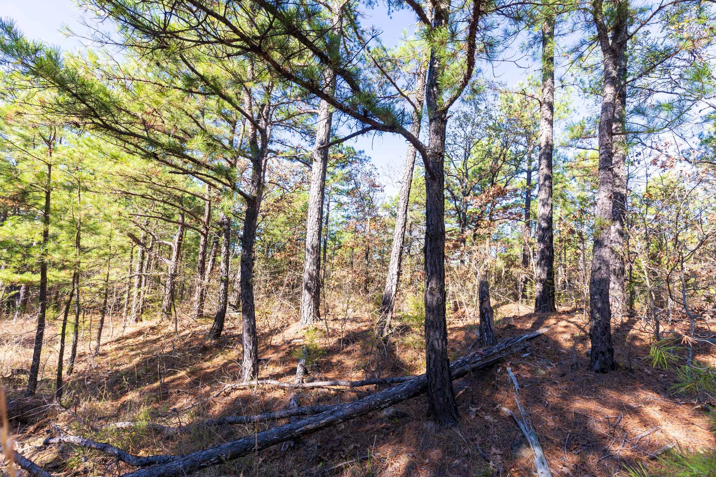 Stone Bridge Reserve Tract 3 photo 10