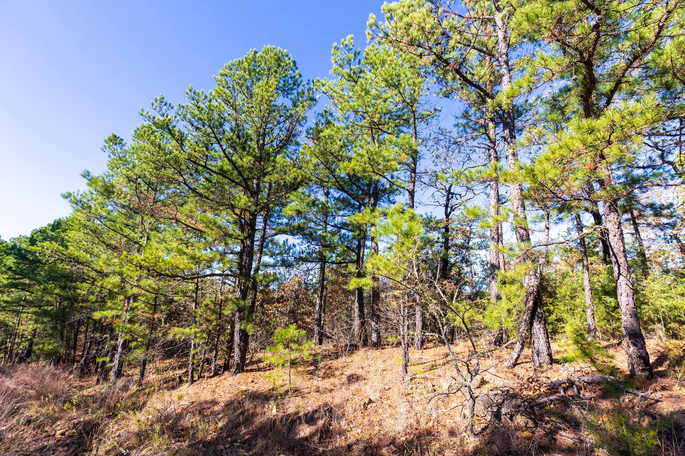 Stone Bridge Reserve Tract 3 photo 3