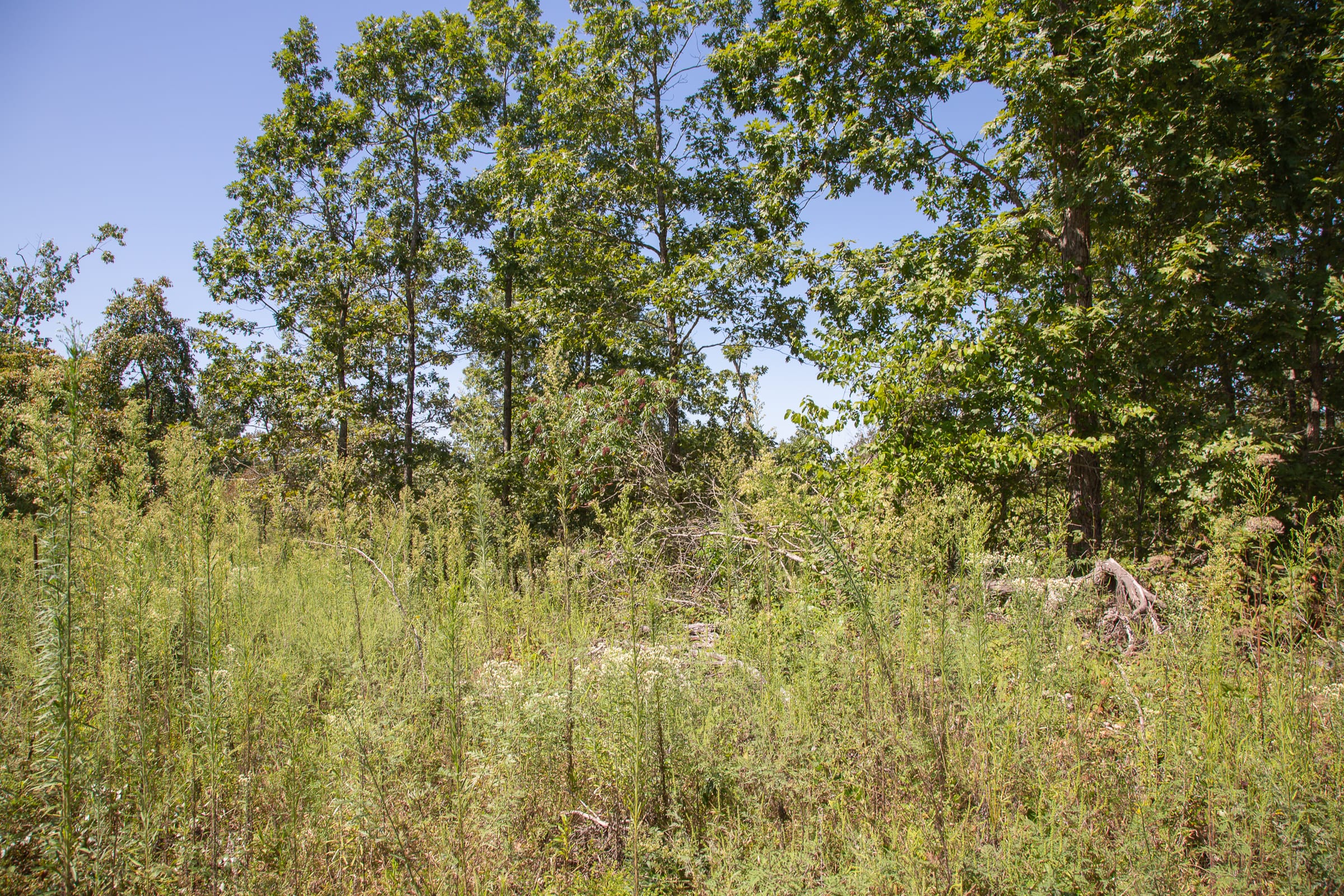 Borgmann’s Hollow Phase III Tract 72 photo 3