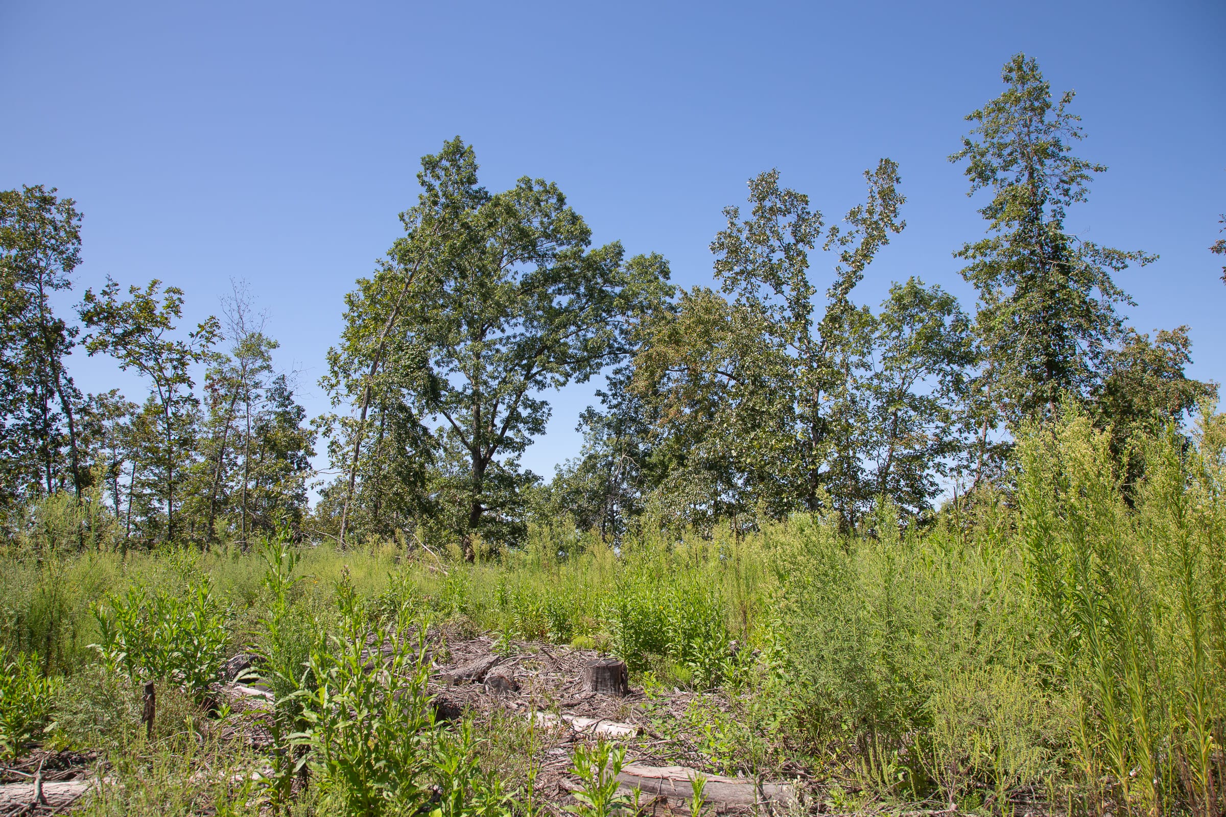 Borgmann’s Hollow Phase III Tract 72 photo 4
