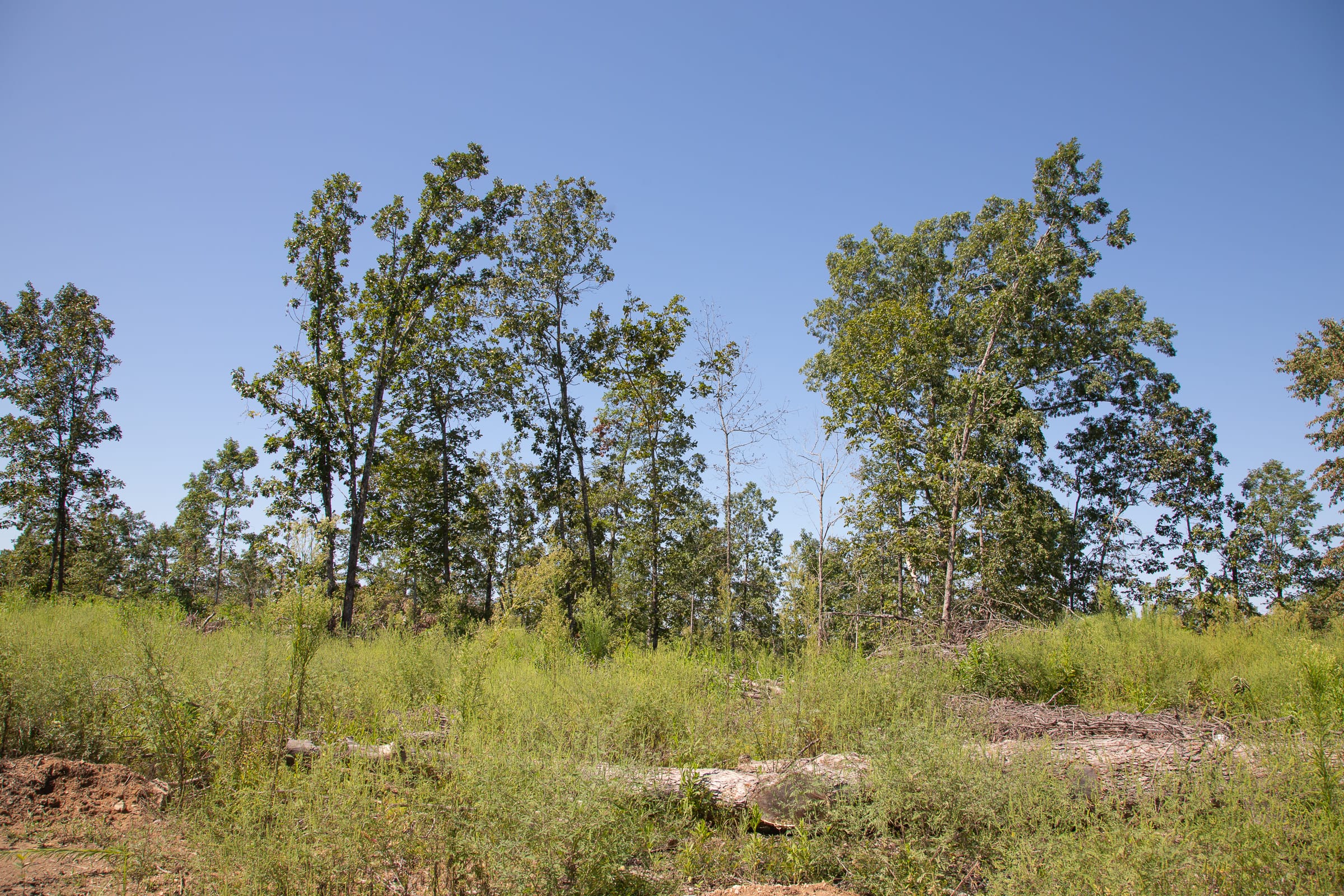 Borgmann’s Hollow Phase III Tract 72 photo 5