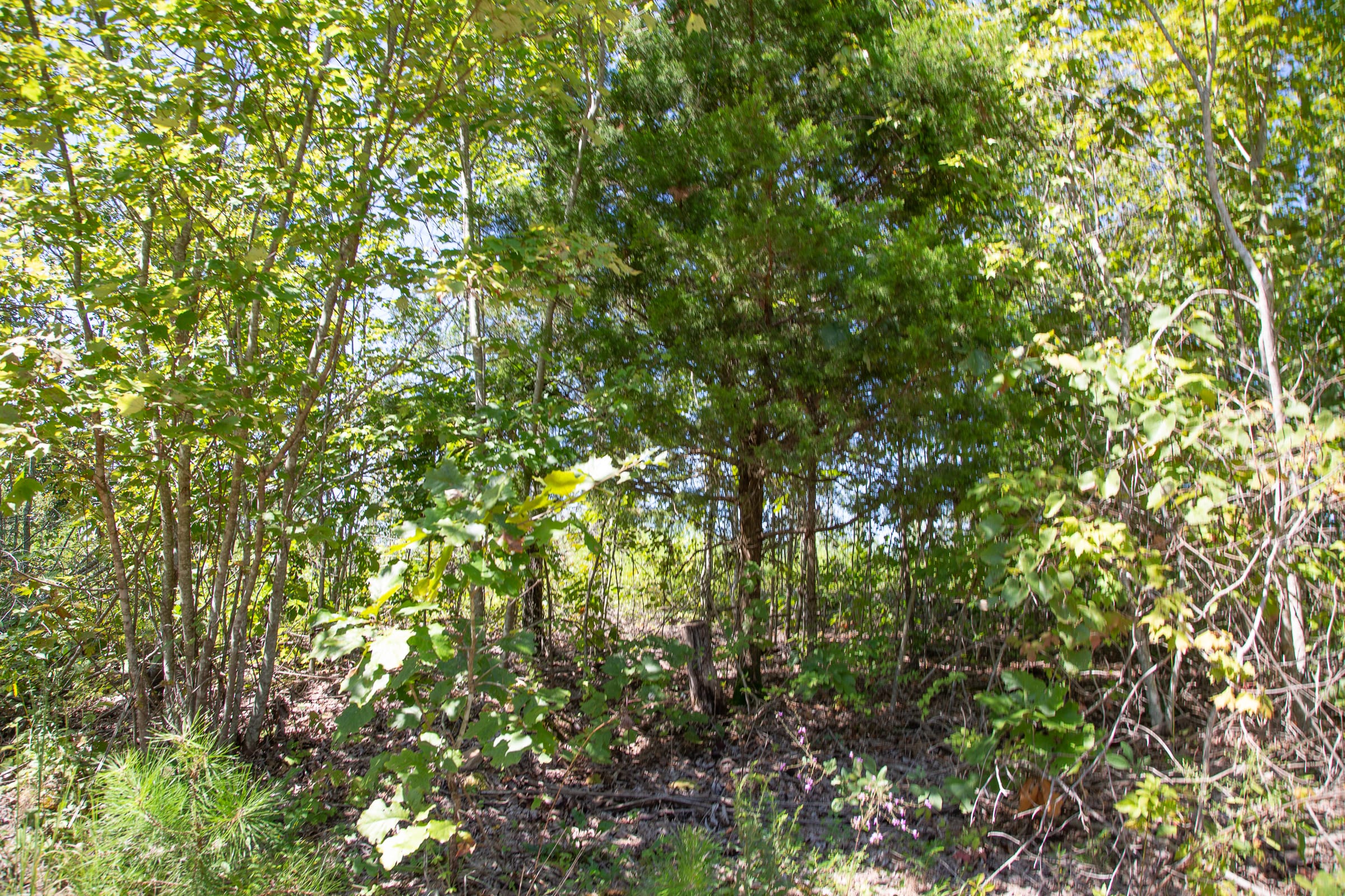 Borgmann’s Hollow Phase III Tract 72 photo 6