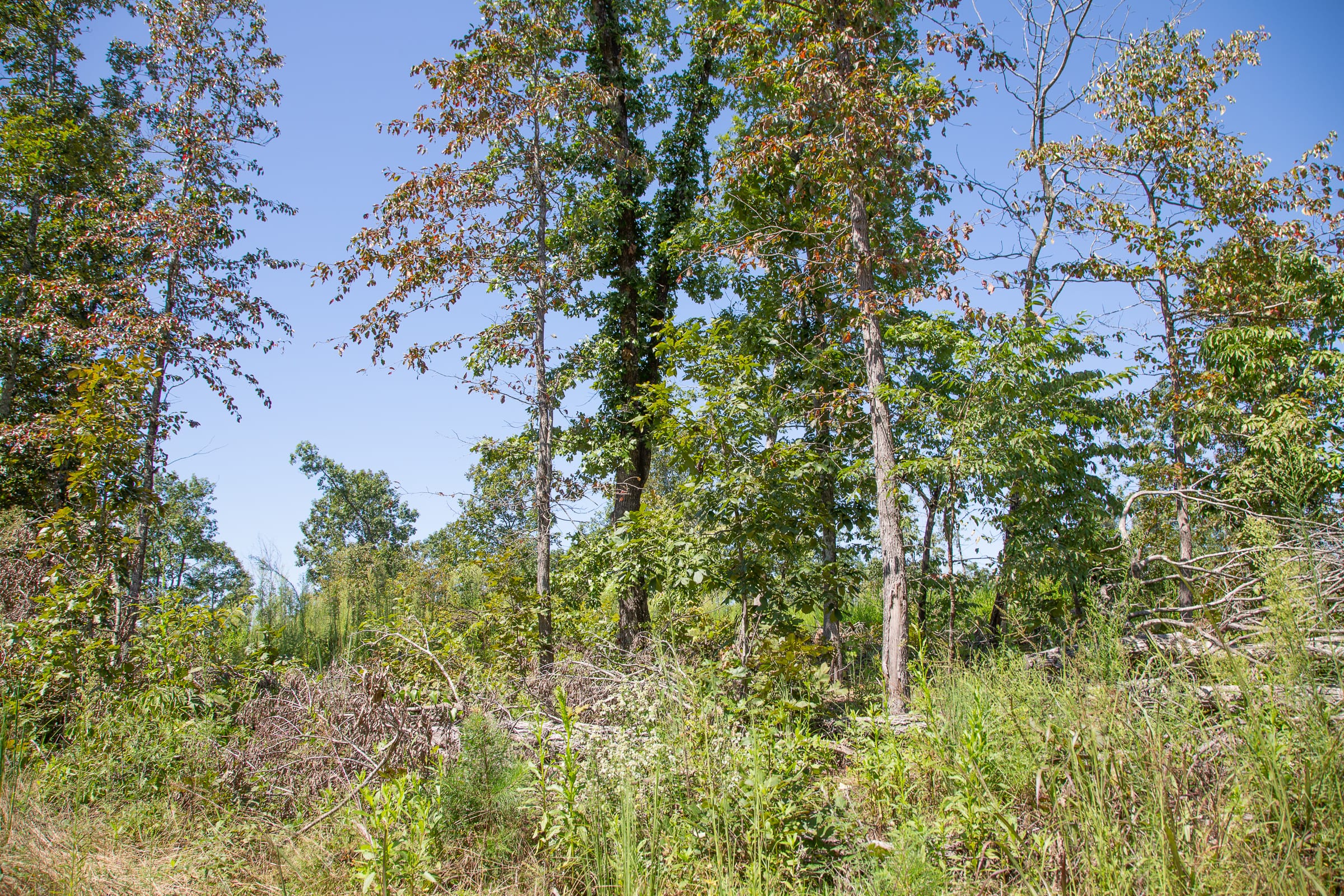 Borgmann’s Hollow Phase III Tract 72 photo 7