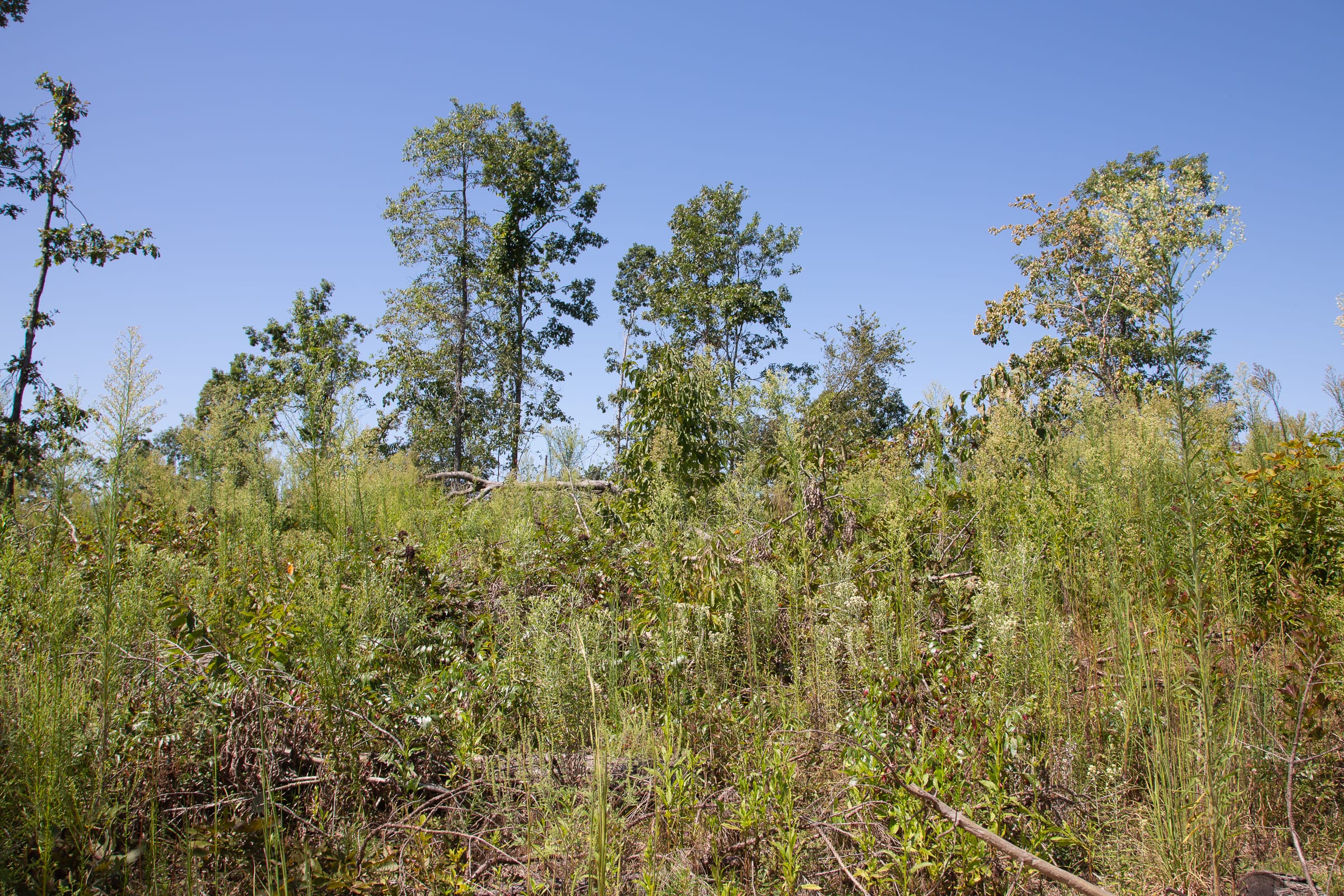 Borgmann’s Hollow Phase III Tract 72 photo 9