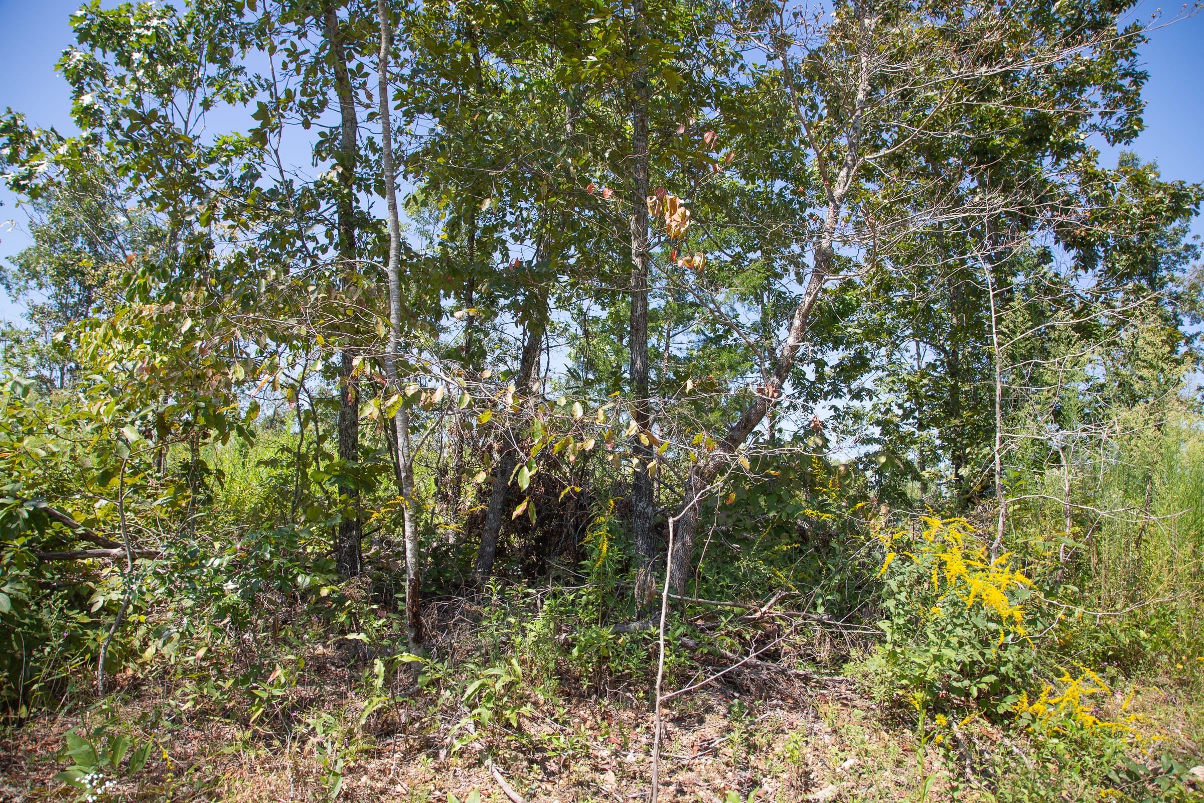Borgmann’s Hollow Phase III Tract 72 photo 10