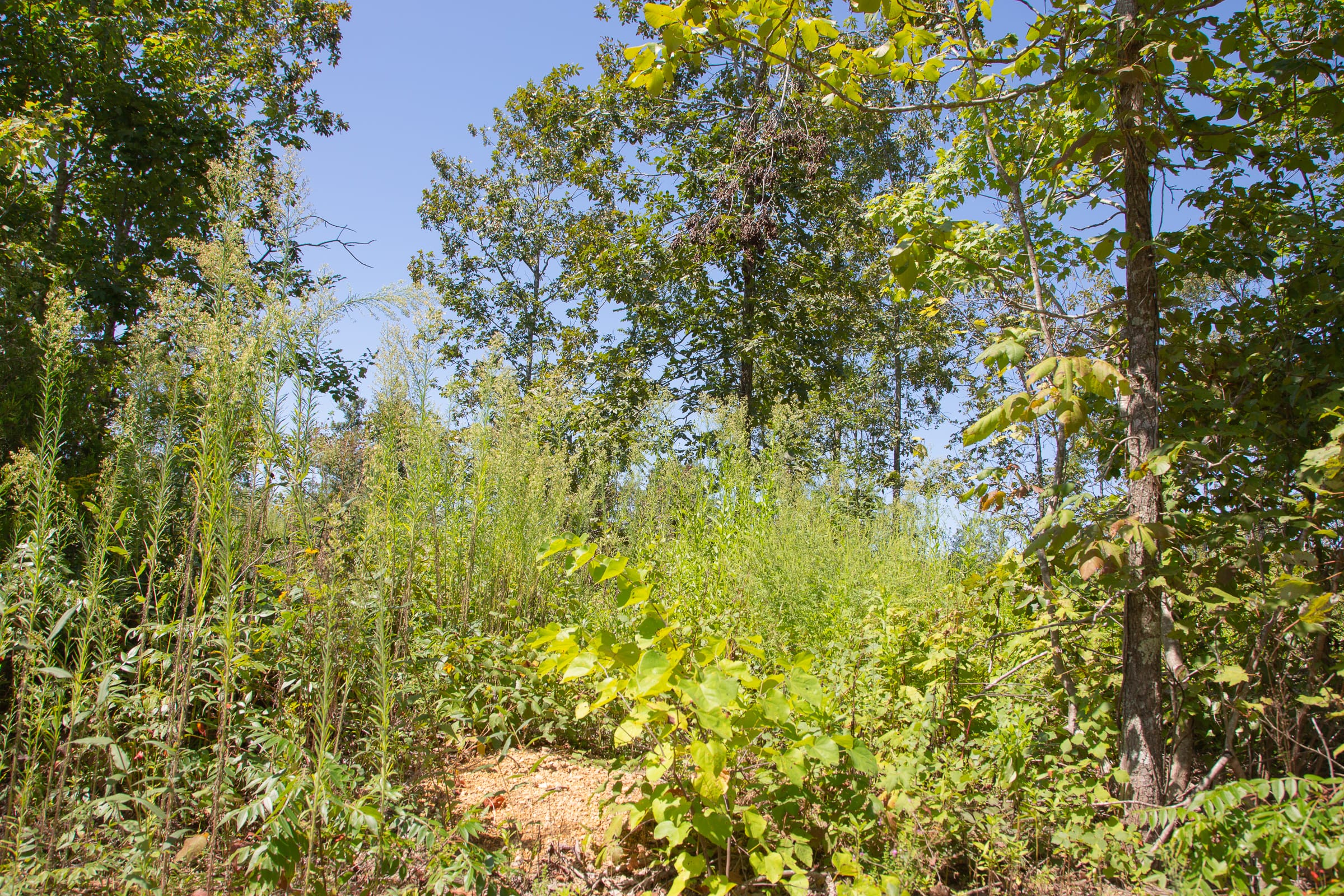 Borgmann’s Hollow Phase III Tract 72 photo 11