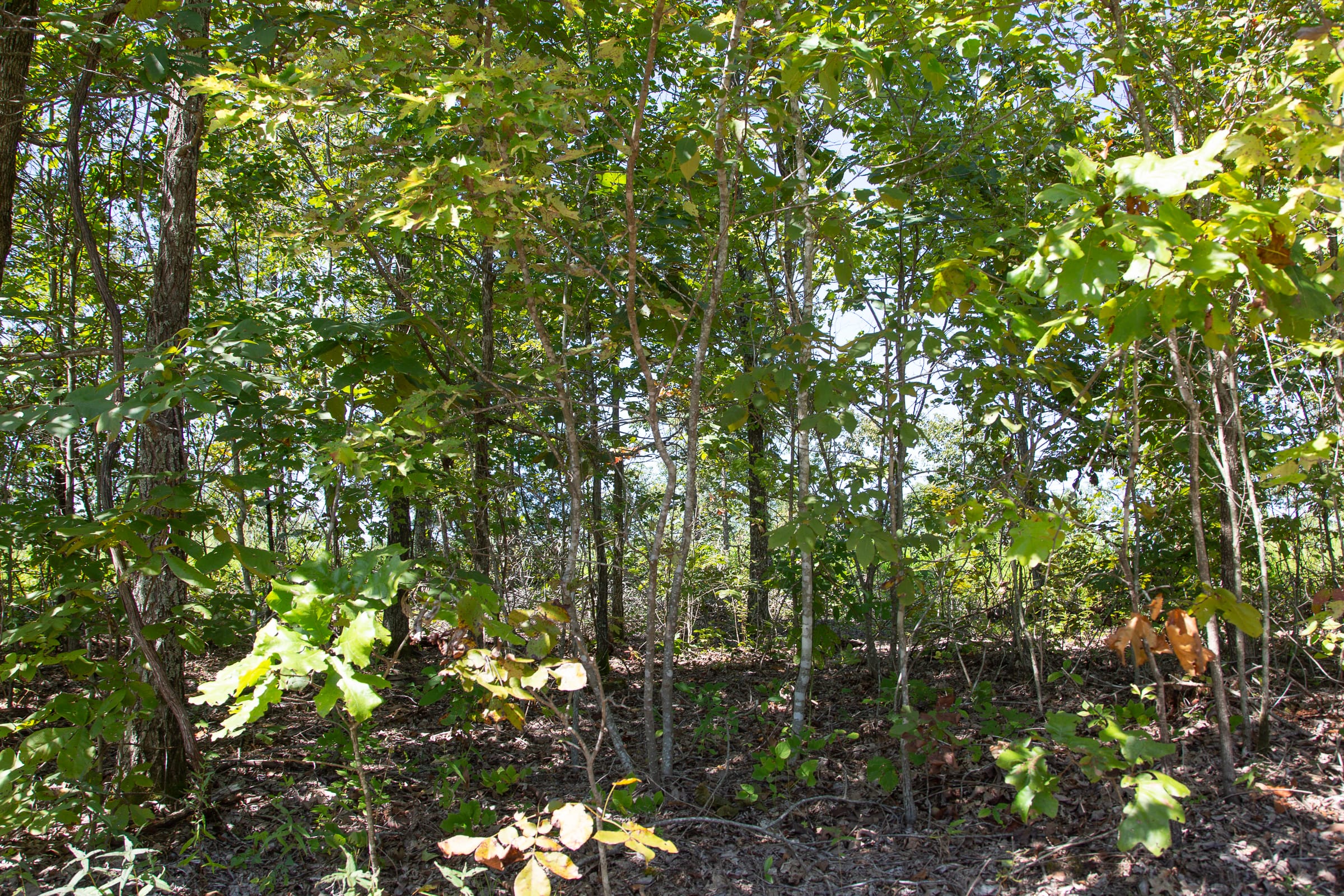 Borgmann’s Hollow Phase III Tract 72 photo 12