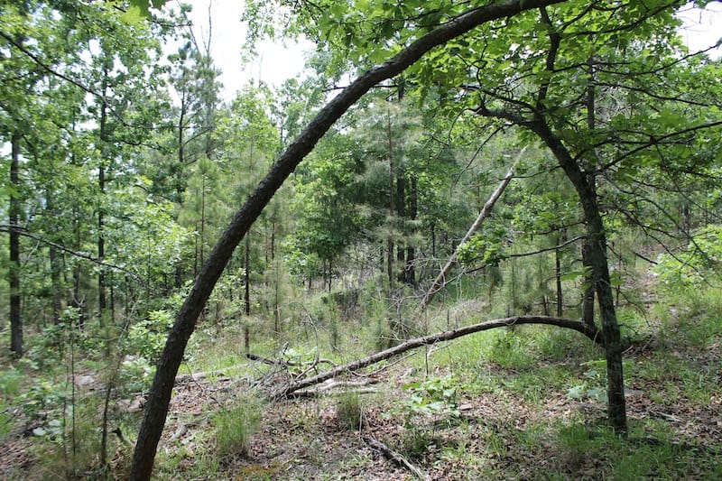 Indian Ridge – Phase II Tract 59 photo 2