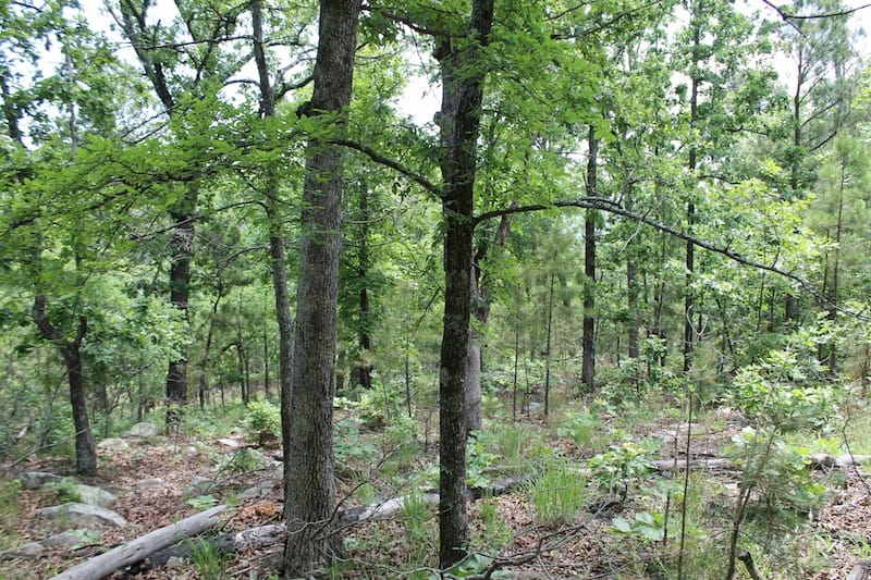 Indian Ridge – Phase II Tract 59 photo 3