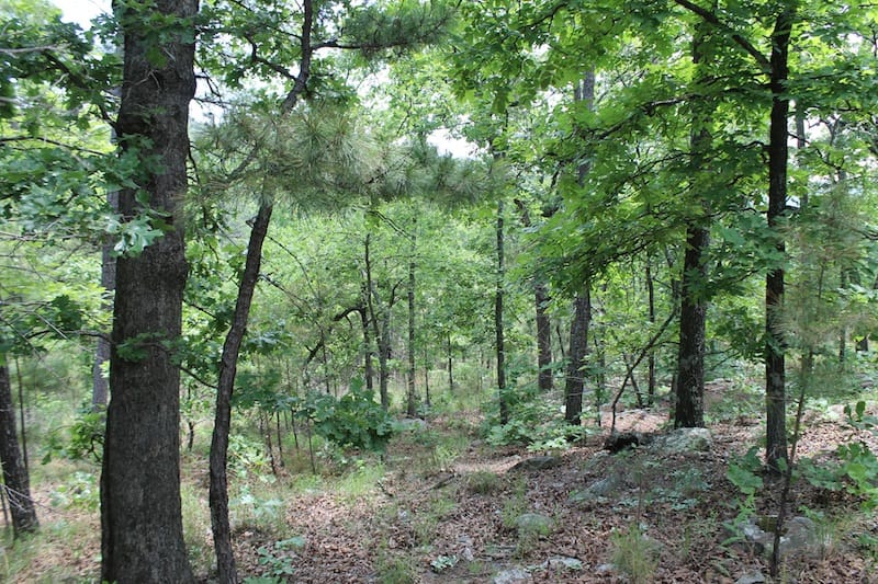 Indian Ridge – Phase II Tract 59 photo 4