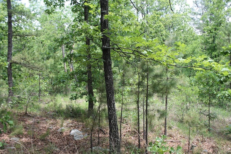 Indian Ridge – Phase II Tract 59 photo 6