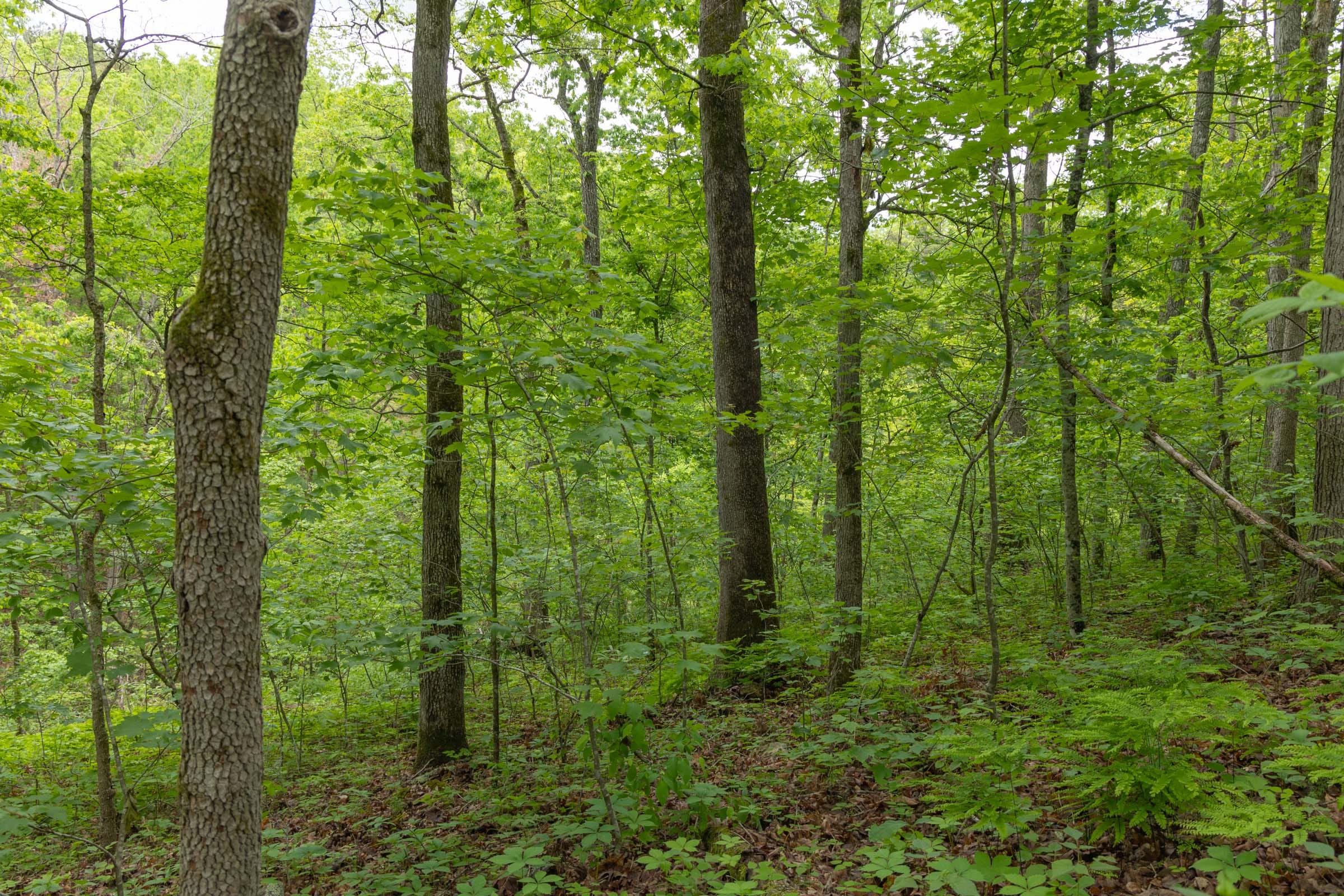 Sleepy Hollow Phase II Tract 69 photo 13