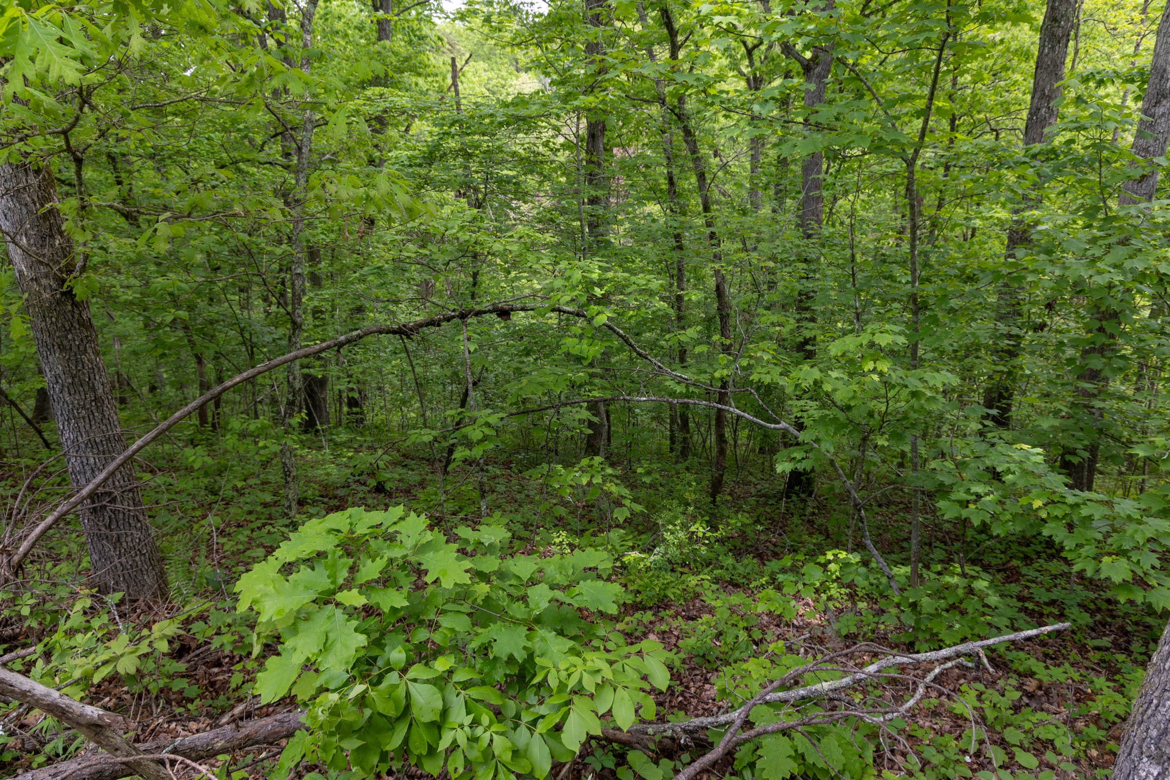 Sleepy Hollow Phase II Tract 69 photo 12