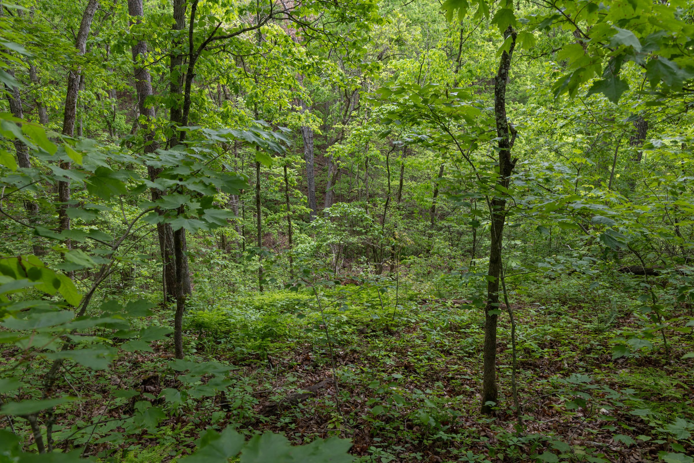 Sleepy Hollow Phase II Tract 69 photo 10