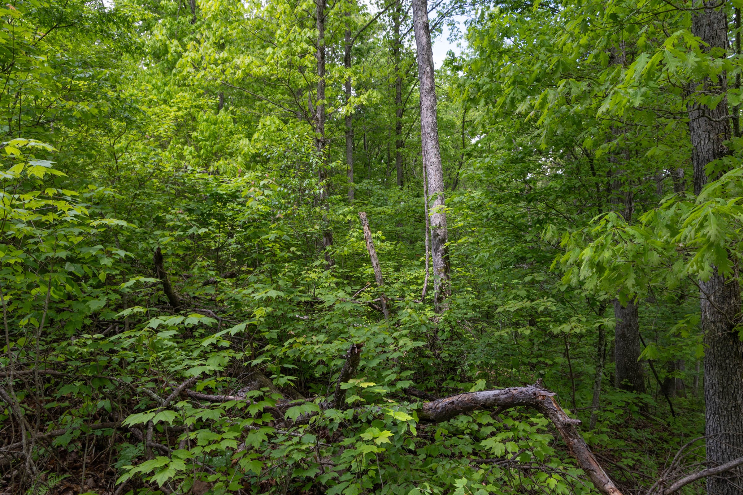 Sleepy Hollow Phase II Tract 69 photo 8