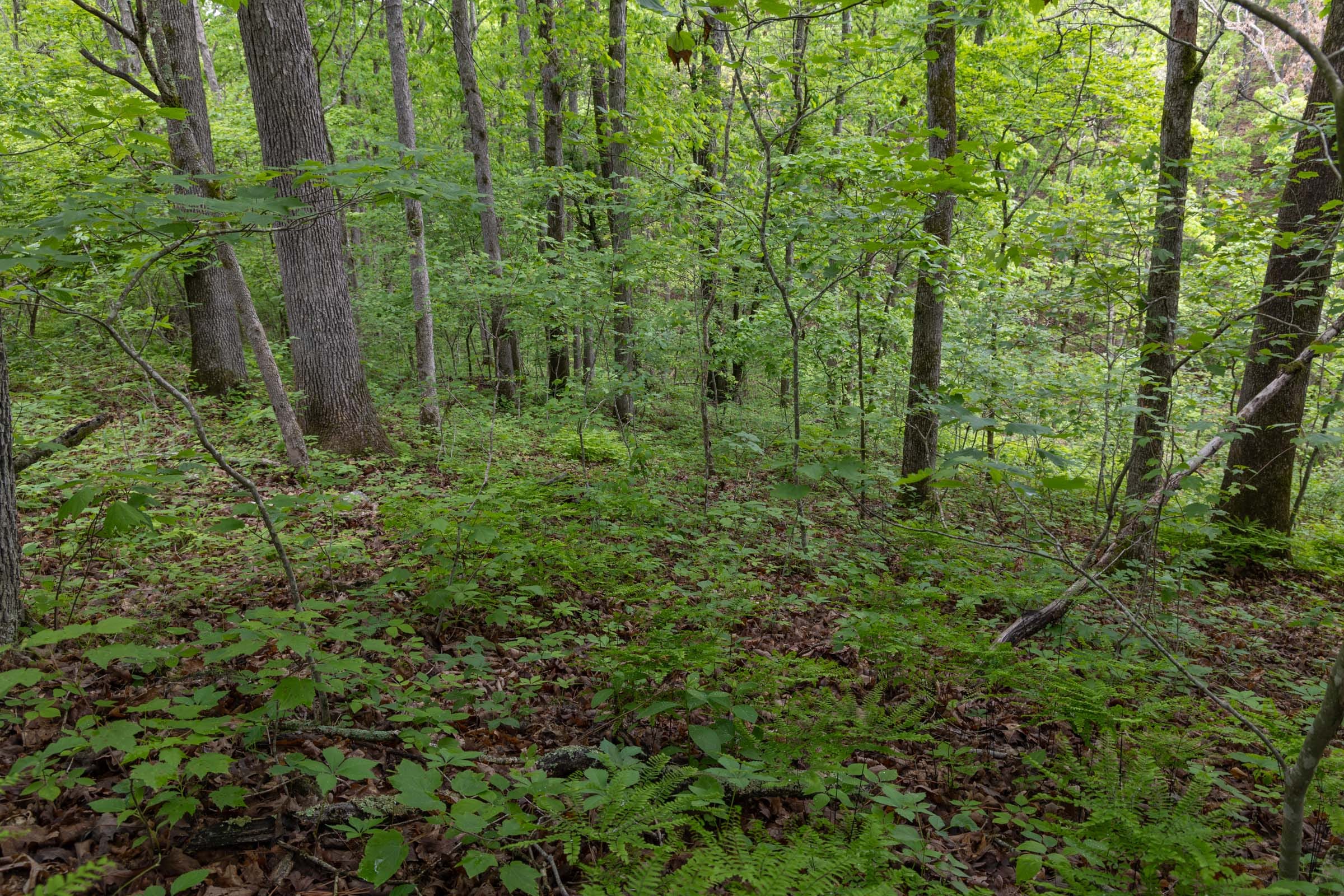 Sleepy Hollow Phase II Tract 69 photo 7