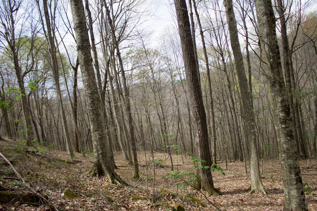 Chestnut Oak Ridge Tract 4 photo 3