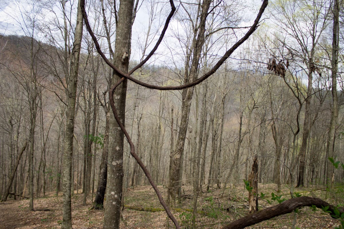 Chestnut Oak Ridge Tract 4 photo 4