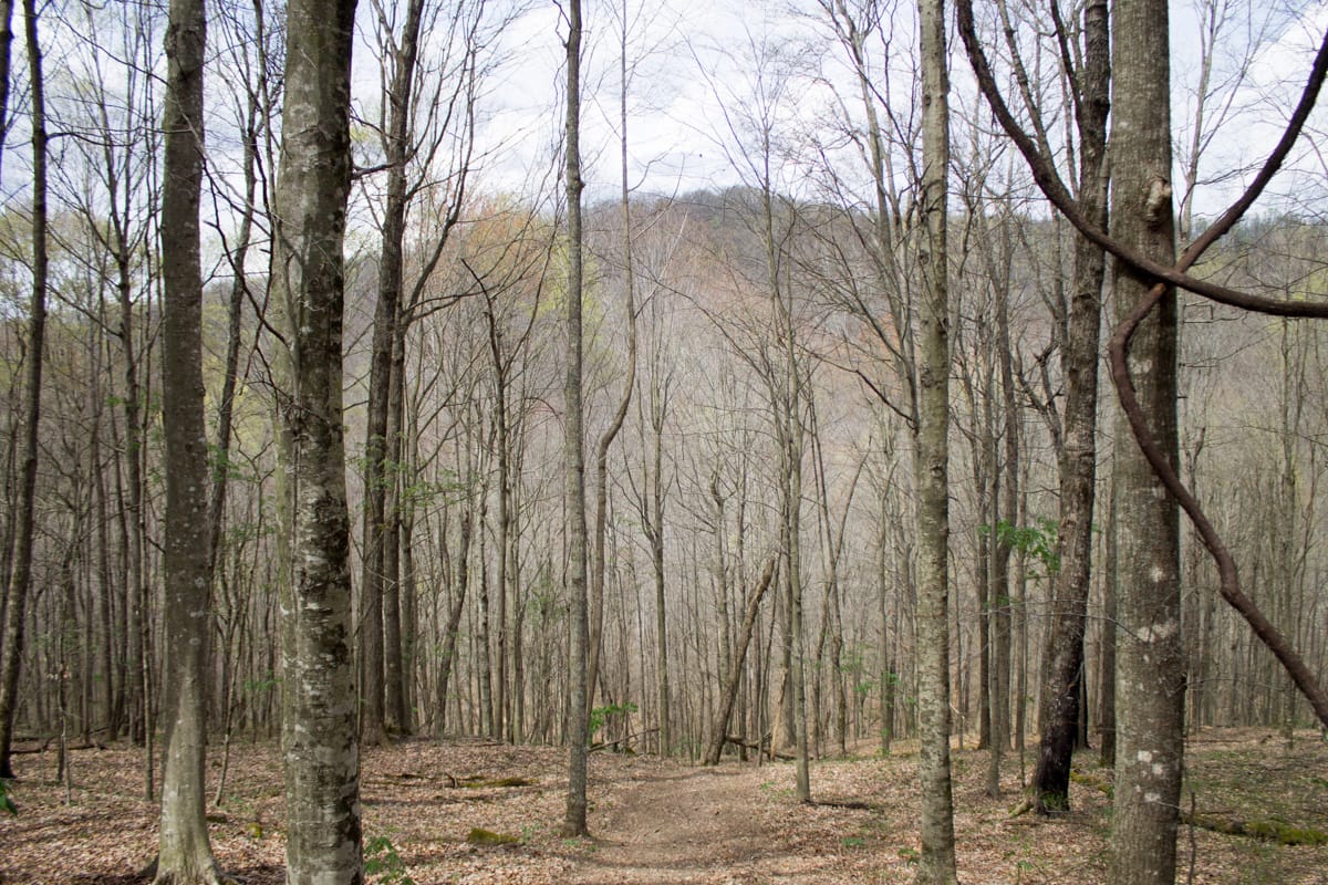 Chestnut Oak Ridge Tract 4 photo 5