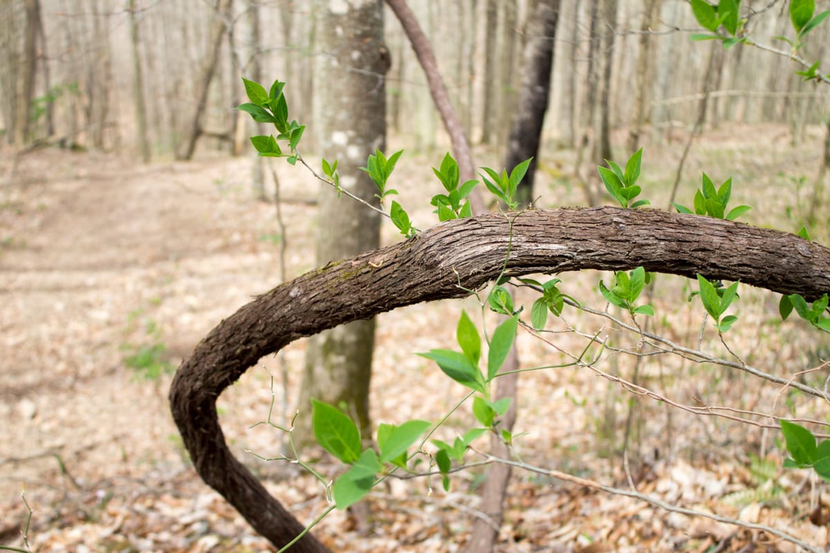 Chestnut Oak Ridge Tract 4 photo 6