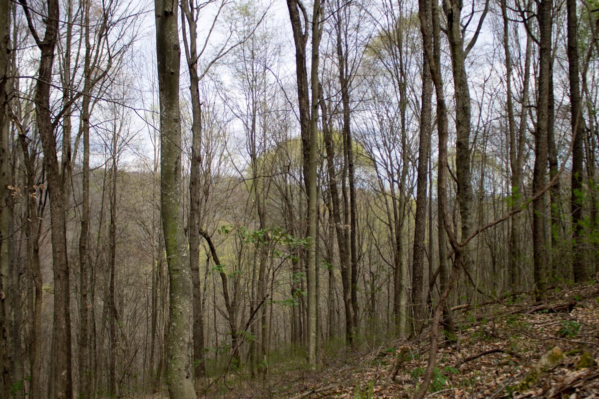 Chestnut Oak Ridge Tract 4 photo 7