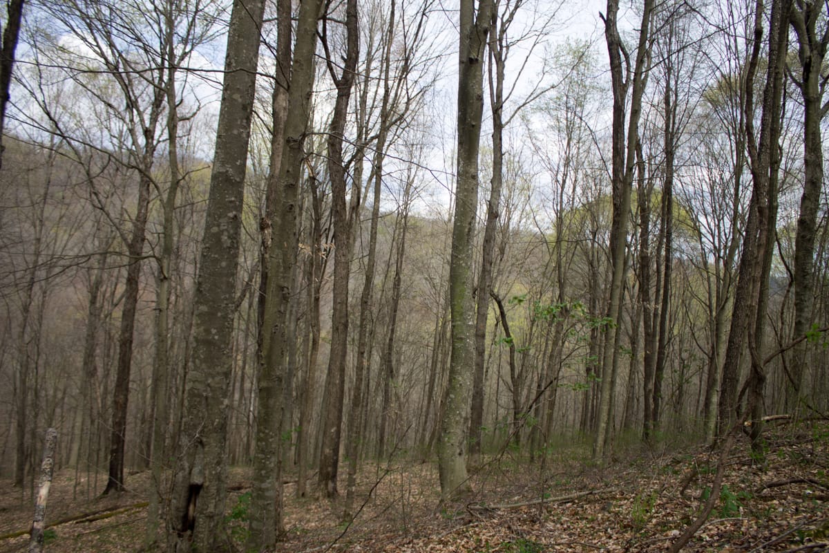 Chestnut Oak Ridge Tract 4 photo 8