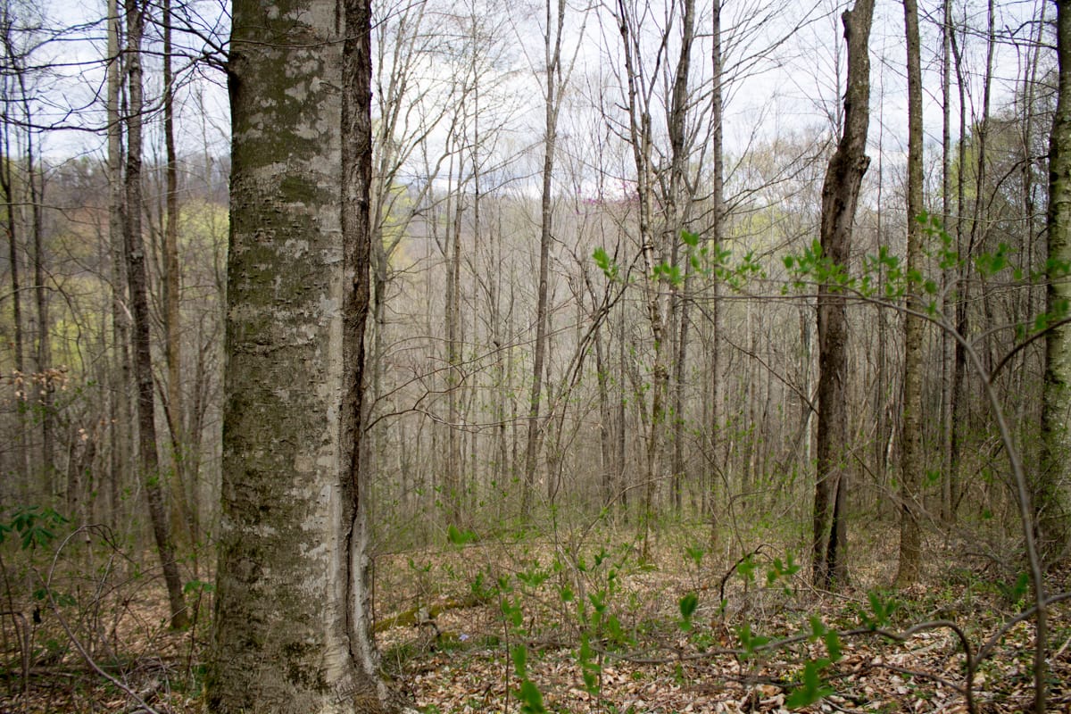 Chestnut Oak Ridge Tract 4 photo 9