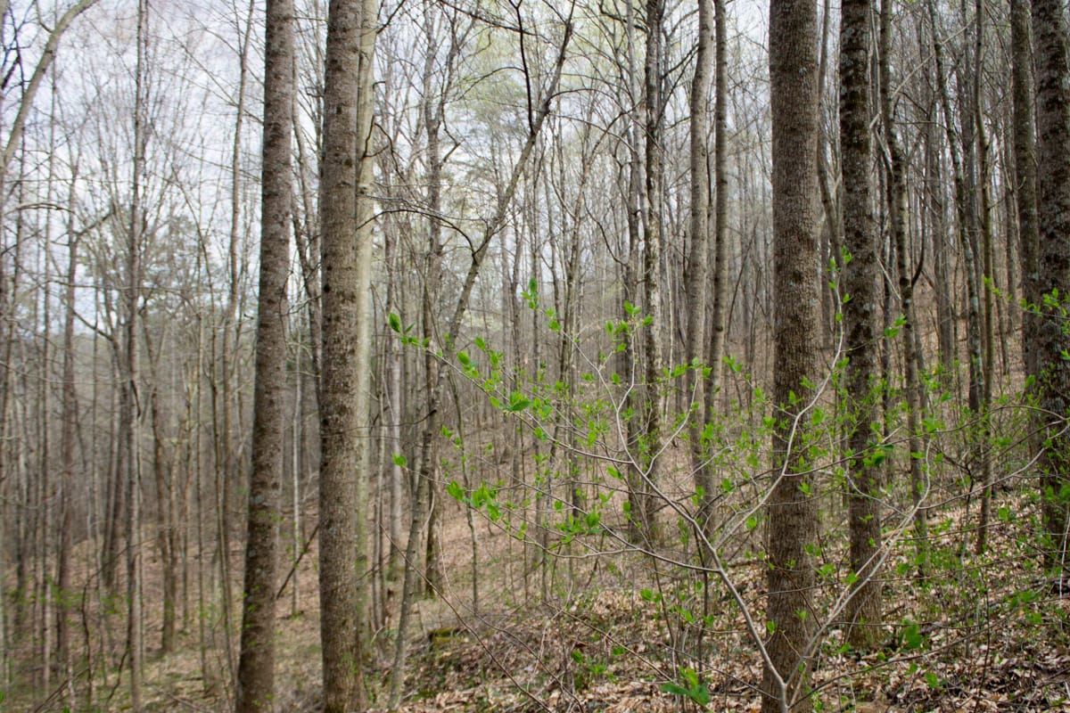Chestnut Oak Ridge Tract 4 photo 10