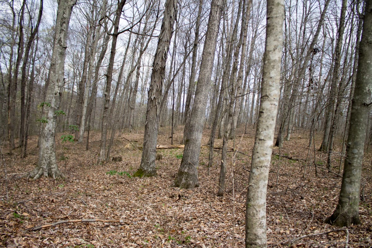 Chestnut Oak Ridge Tract 4 photo 13