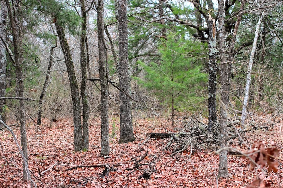 Montgomery Ranch Tract 21 photo 11
