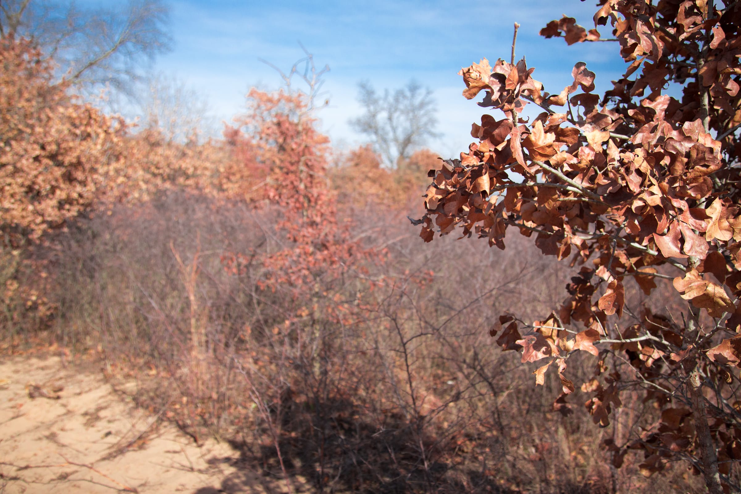 Legacy Ranch Tract 4 photo 8