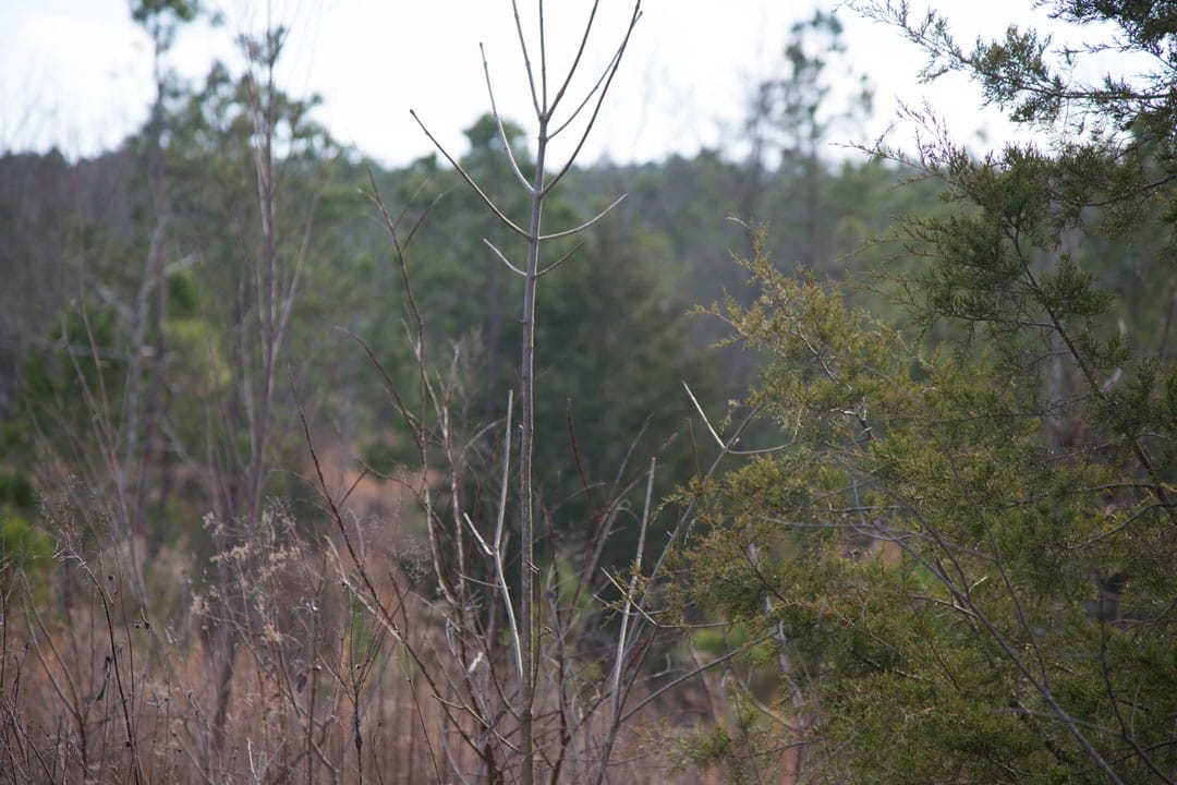 Stone Creek Phase III Tract 76 photo 6