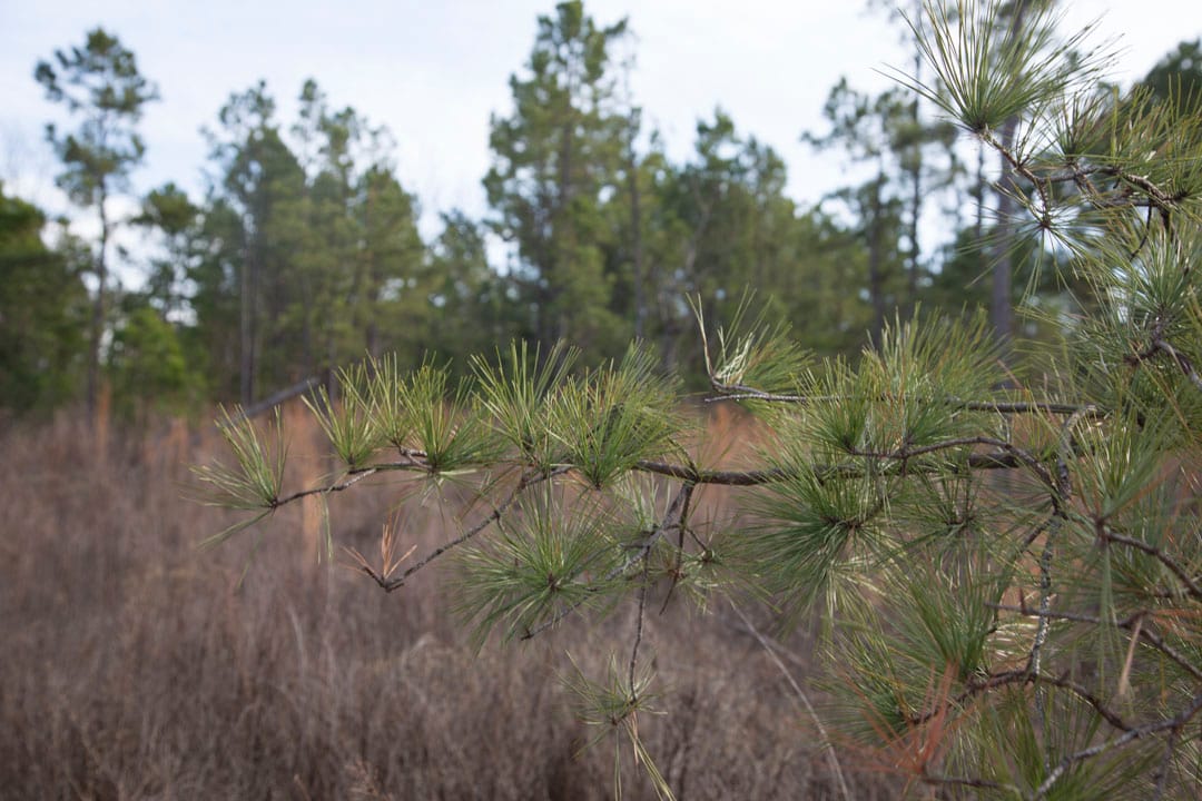 Stone Creek Phase III Tract 76 photo 10