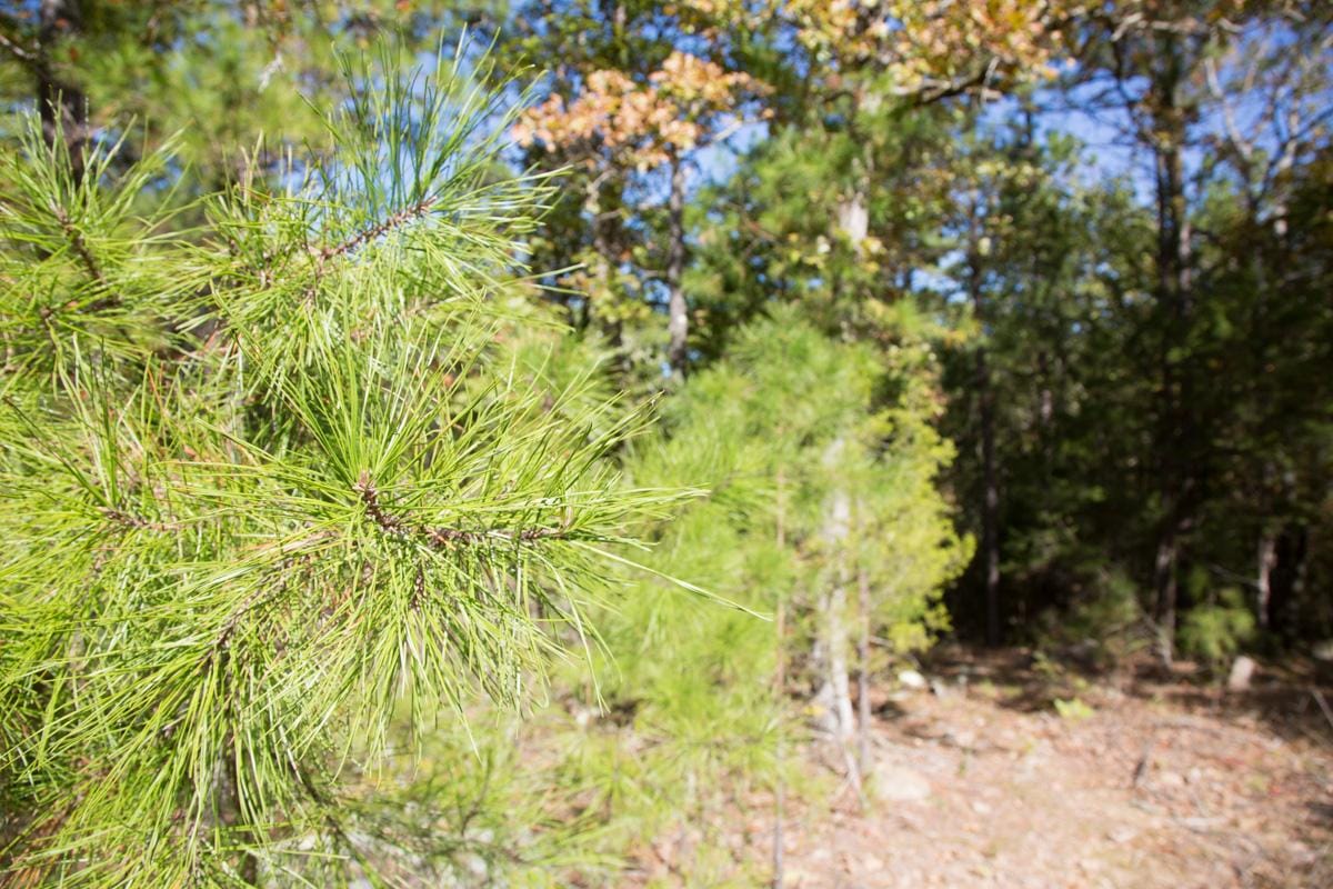 Stone Creek Phase I Tract 144 photo 8