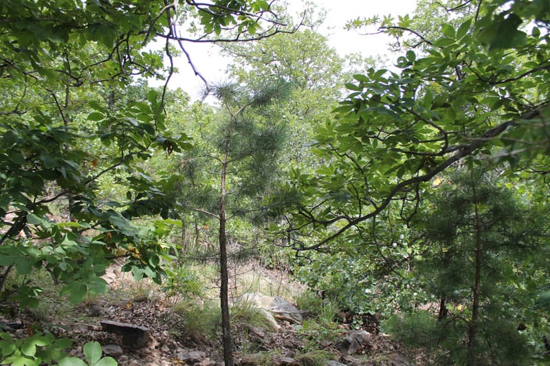 Trophy Ridge Phase III Tract 33 photo 4