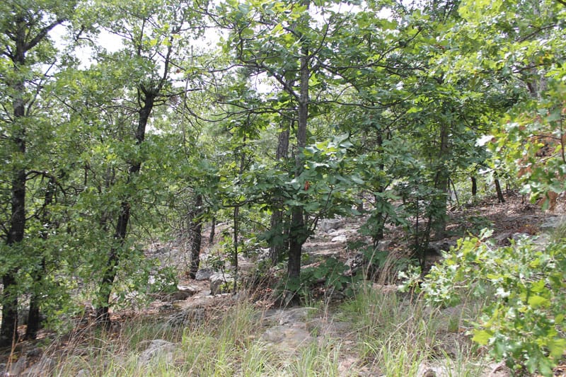 Trophy Ridge Phase III Tract 33 photo 6
