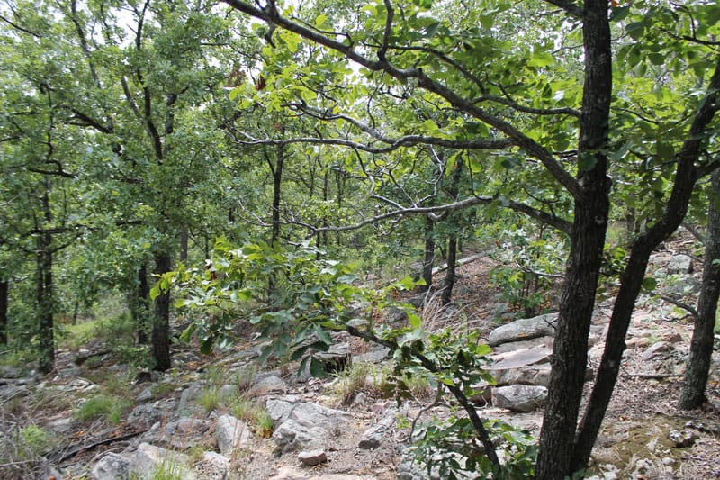 Trophy Ridge Phase III Tract 33 photo 8