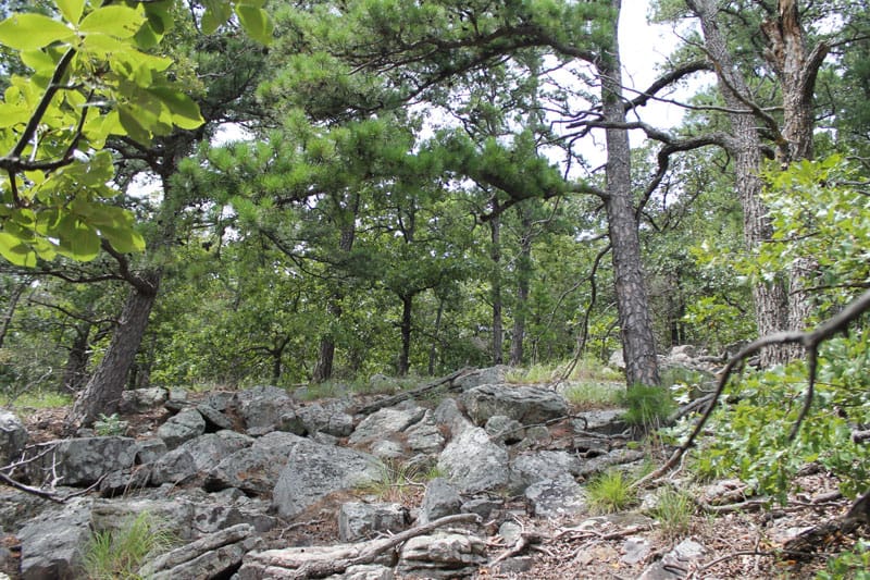 Trophy Ridge Phase III Tract 33 photo 9