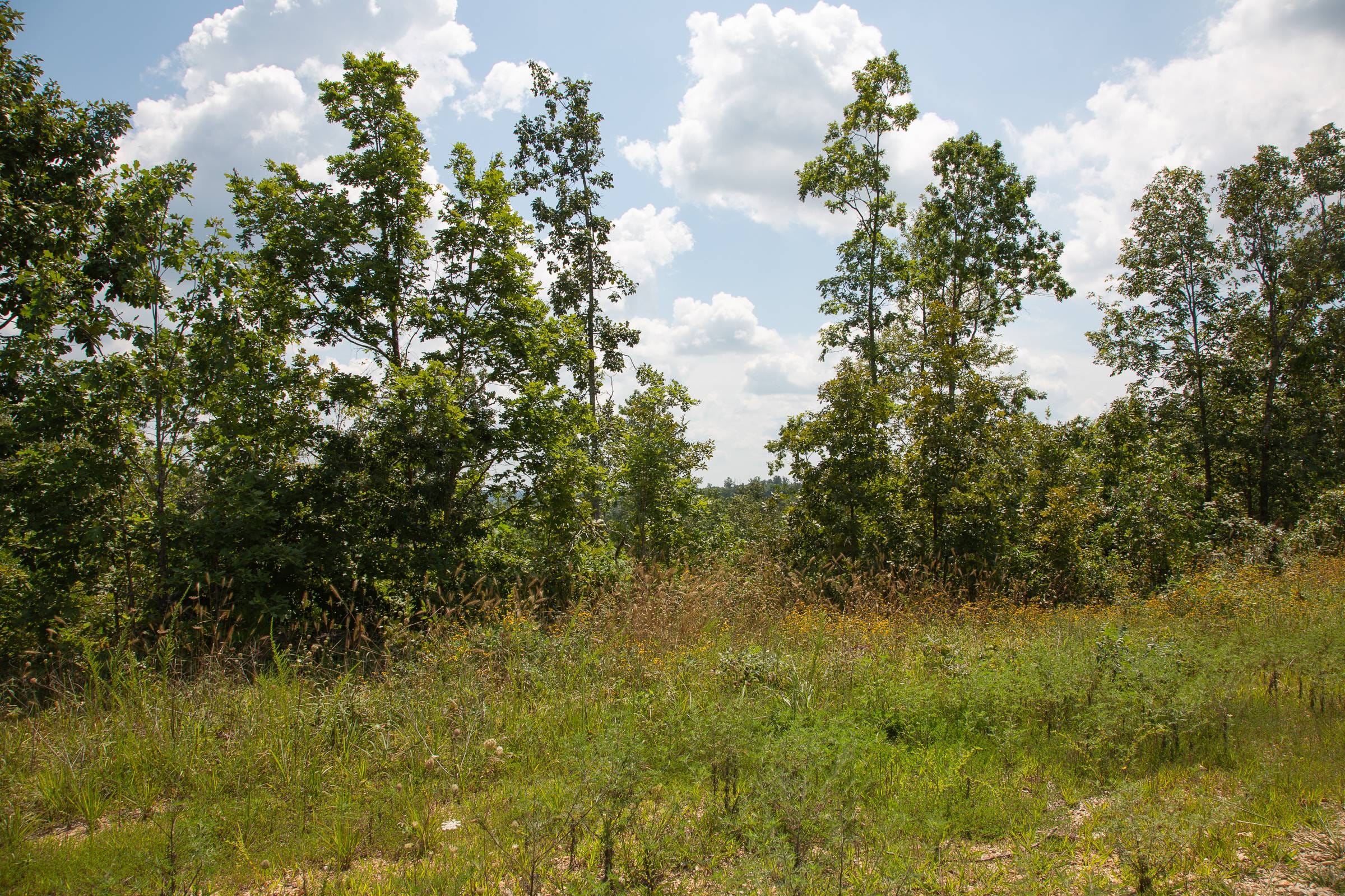 Borgmann’s Hollow Phase I Tract 10 photo 2
