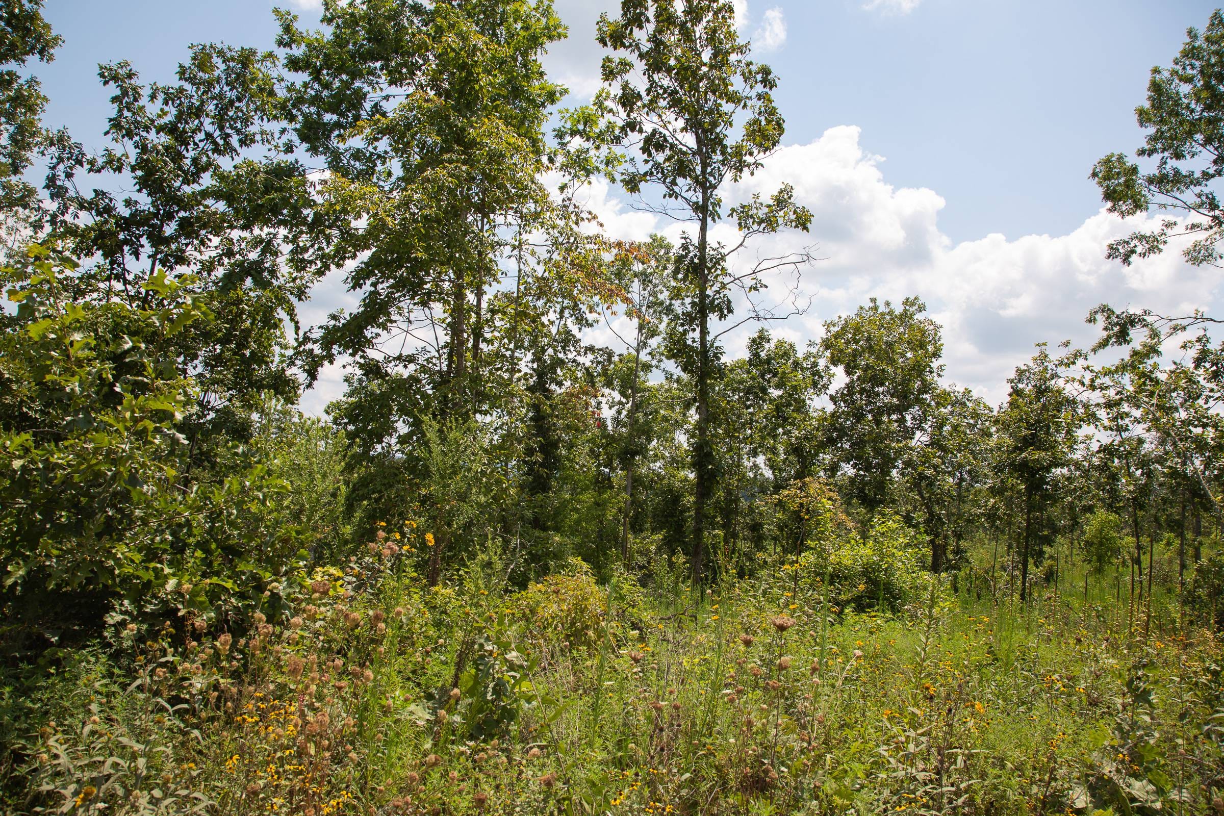 Borgmann’s Hollow Phase I Tract 10 photo 5