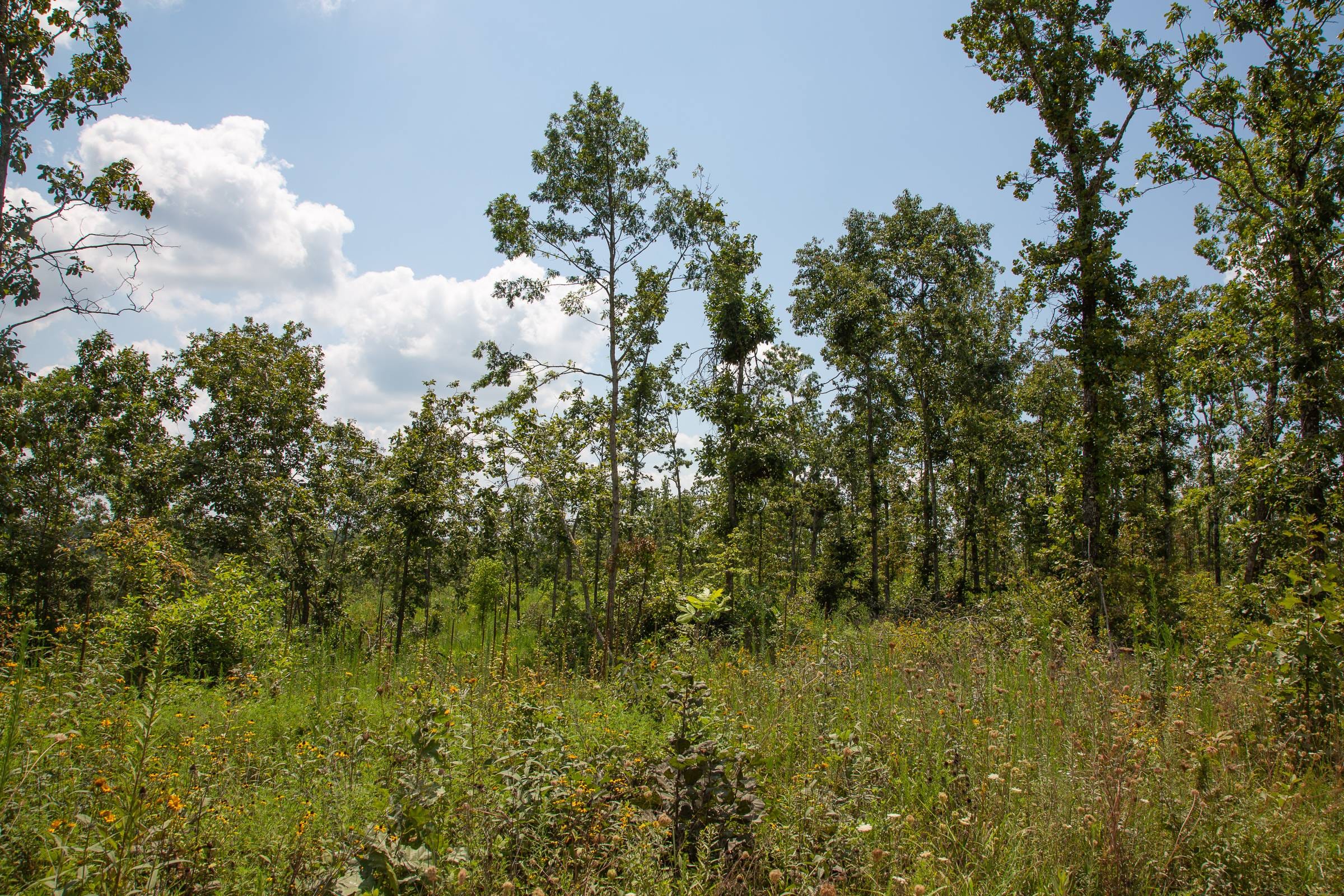 Borgmann’s Hollow Phase I Tract 10 photo 6
