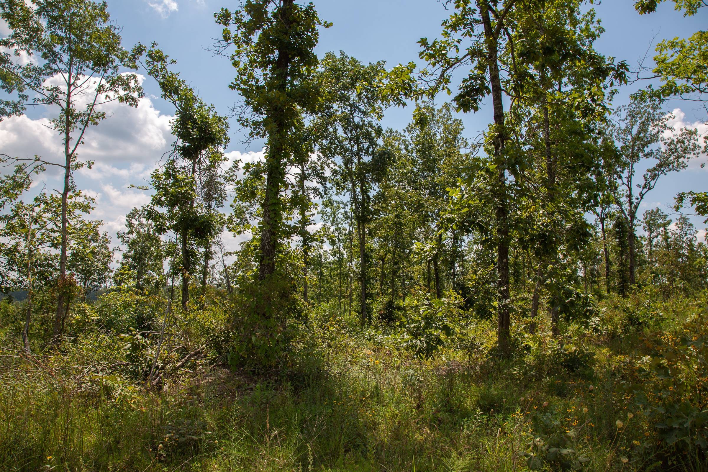 Borgmann’s Hollow Phase I Tract 10 photo 7