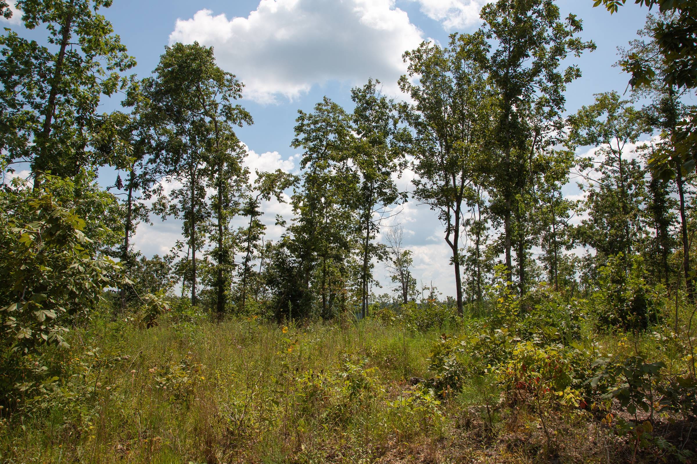 Borgmann’s Hollow Phase I Tract 10 photo 8