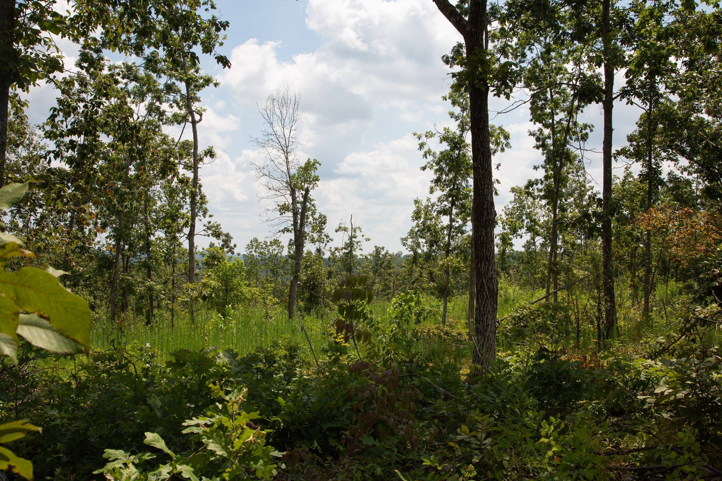 Borgmann’s Hollow Phase I Tract 10 photo 9