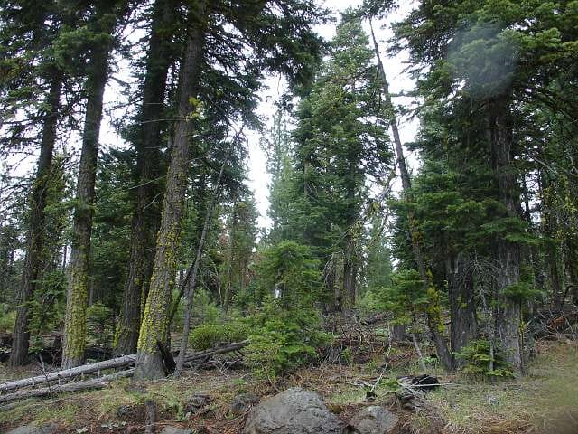 California Pines Tract 24 photo 5