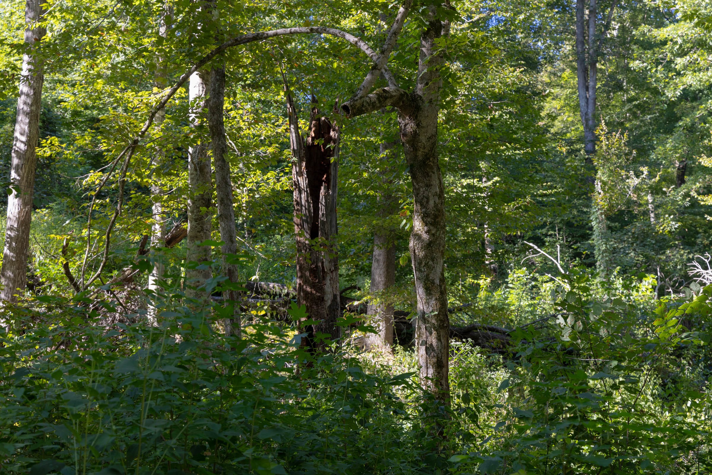 Big White Oak Tract 10 photo 8