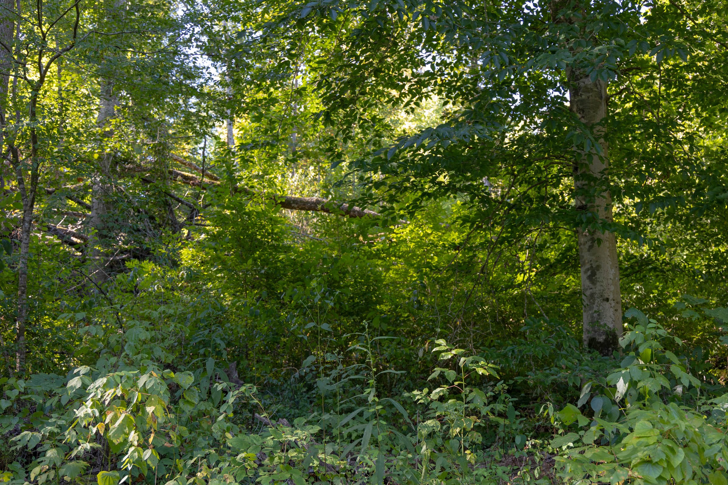 Big White Oak Tract 10 photo 5